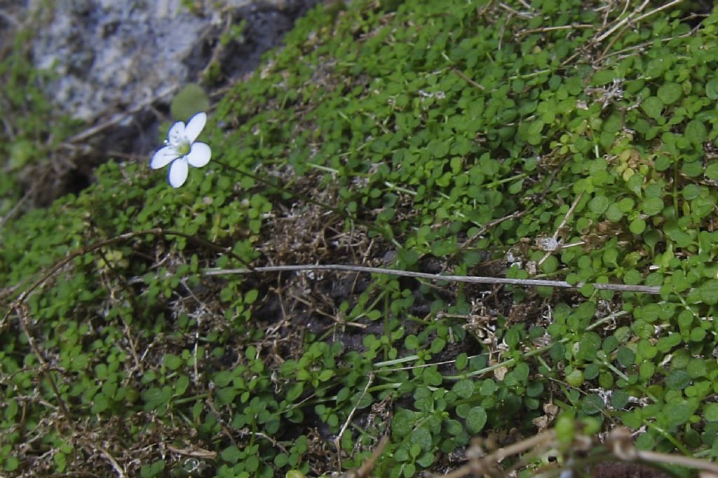 Arenaria balearica / Arenaria balearica